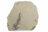 Dawn Redwood (Metasequoia) Fossil - Montana #378235-1